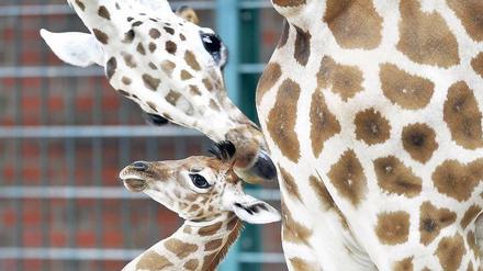 Süüüß. Wer Zeit und Lust hat, kann am Freitag günstiger Giraffen gucken. Foto: dapd