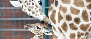 Süüüß. Wer Zeit und Lust hat, kann am Freitag günstiger Giraffen gucken. Foto: dapd