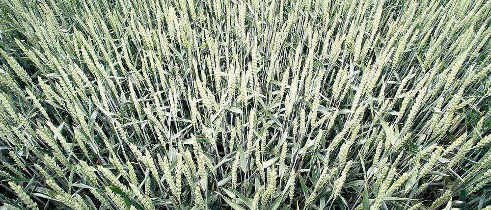 Nicht genug für alle. Weltweit hungern Schätzungen zufolge 925 Millionen Menschen. Die extremen Preissteigerungen bei Agrarrohstoffen wie Weizen, Mais oder Soja verschärfen die Armut und sorgten zuletzt 2008 für Unruhen und Konflikte. Foto: dapd