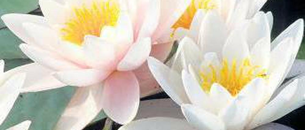 Die „Marliacea Rosea“ gehört seit ihrer Vorstellung im Jahr 1887 zu den robustesten Sorten. Foto: dpa