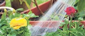 Wässern statt wassern. Pflanzen sollten während des Urlaubs mit den Wurzeln nicht im Wasser landen. Foto: dpa