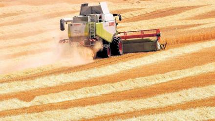 Agrarrohstoffe wie Getreide, Kartoffeln oder Ölpflanzen haben sich in den vergangenen zwölf Monaten um bis zu 50 Prozent verteuert.