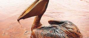 Not und Elend. Millionen Vögel, darunter dieser Pelikan, wurden Opfer der Umweltkatastrophe. Foto: Reuters