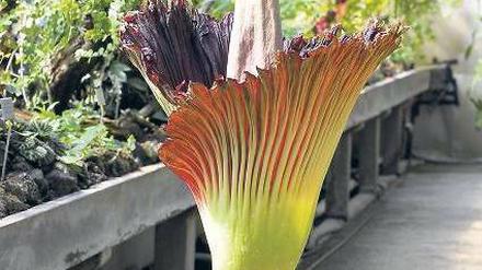 Titanwurz: Die größte Blüte der Welt.