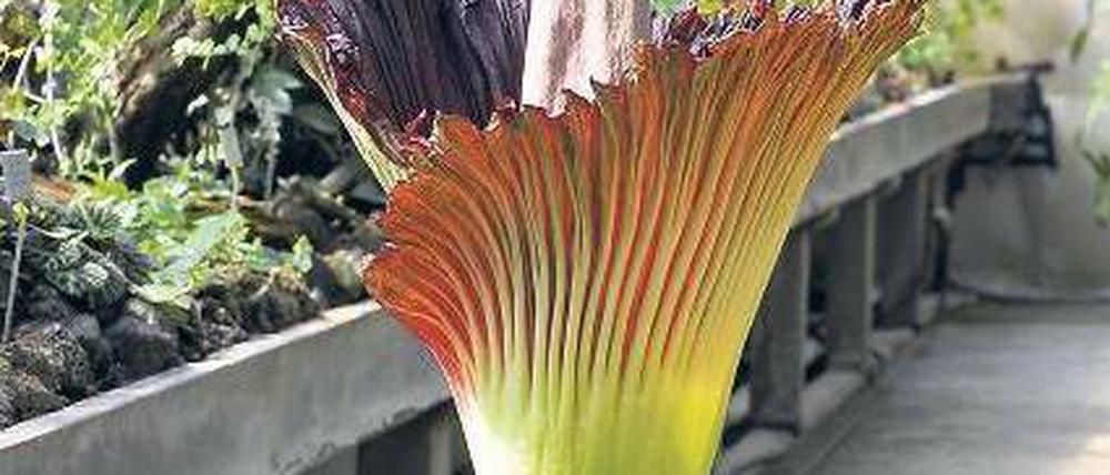 Titanwurz: Die größte Blüte der Welt.