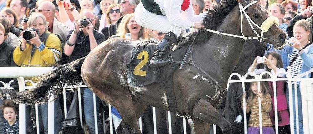 Und die Kulisse staunt. Der Hengst „Overdose“ beeindruckte gestern in Hoppegarten rund 10 000 Zuschauer. Foto: dpa
