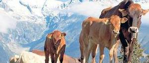 Familienplanung. Auch in der Rinderzucht soll das neue Forschungsgebiet helfen. Spezielle Kapseln erkennen, wann Kühe empfängnisbereit sind und setzen dann Spermien frei, damit die Tiere schneller schwanger werden.