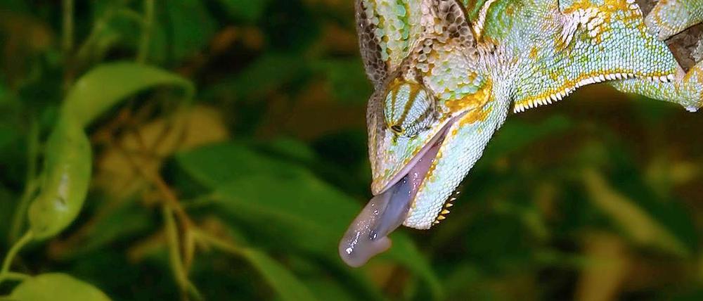 Achtung, fertig, los! Wenn das Chamäleon seine Zunge in Stellung gebracht hat, haben die Zielobjekte meist keine Chance mehr.