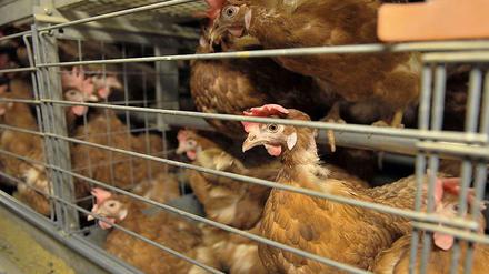 Mehr Schutz für Tiere, fordern Wissenschaftler - auch Legehennen haben ein Recht auf artgerechte Haltung.