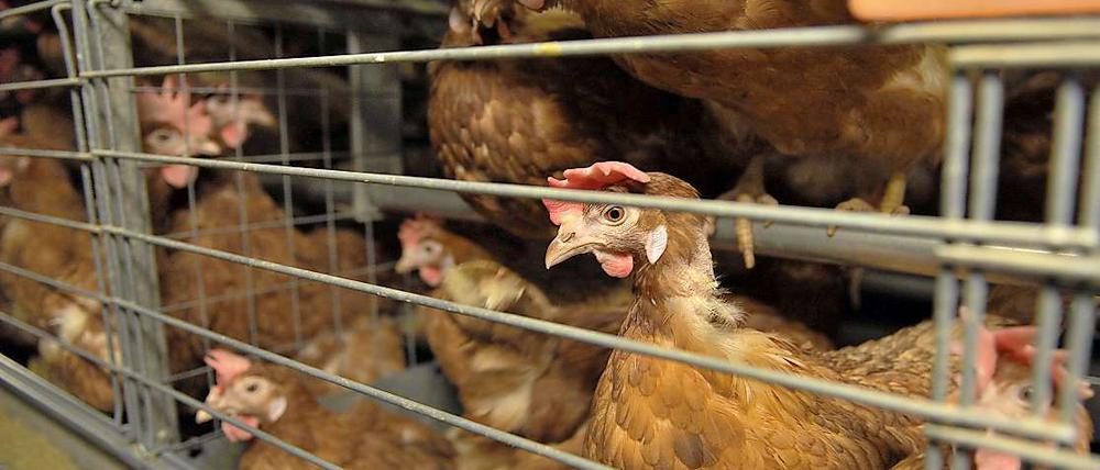 Mehr Schutz für Tiere, fordern Wissenschaftler - auch Legehennen haben ein Recht auf artgerechte Haltung.