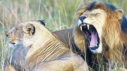 Gut gegähnt. Der Park Maasai Mara ist Kenias tierreichstes Reservat. Foto: AFP