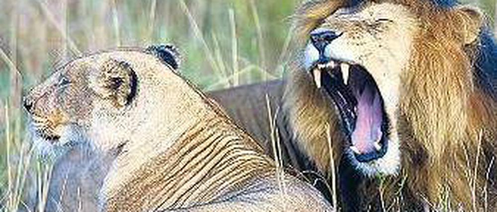 Gut gegähnt. Der Park Maasai Mara ist Kenias tierreichstes Reservat. Foto: AFP