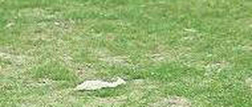 Acker mit grünen Stellen. Der Rasen bei St. Pauli ist seit Wochen schlecht.Foto: dpa