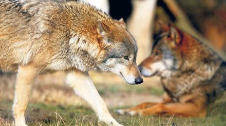 Schrecken der Landwirte und Tierzüchter: In Wittstock hat ein Wolf bereits 27 Damhirsche getötet, vorige Woche griff er im Müritzkreis eine Rentierherde an.