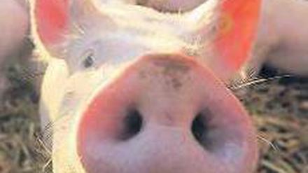 Seit dem Dioxin-Skandal ist vielen die Lust auf Schweinefleisch vergangen. Foto: dapd