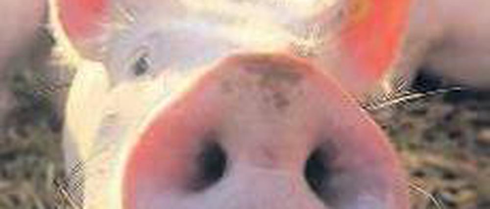 Seit dem Dioxin-Skandal ist vielen die Lust auf Schweinefleisch vergangen. Foto: dapd