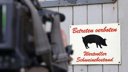 Möglicherweise müssen hunderte Schweine geschlachtet werden.
