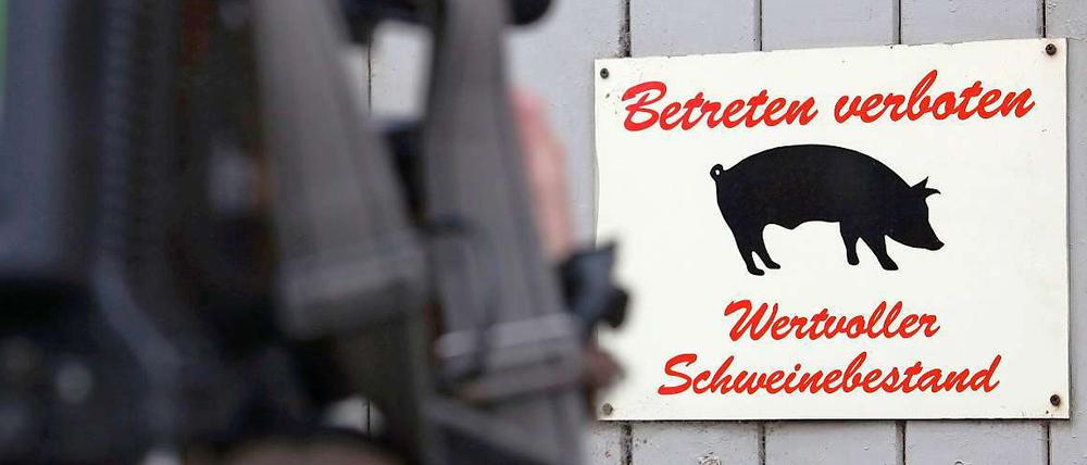 Möglicherweise müssen hunderte Schweine geschlachtet werden.