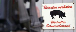 Möglicherweise müssen hunderte Schweine geschlachtet werden.