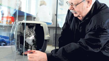 Schmusekater. Der elfjährige Miky findet ein neues Zuhause bei Henri Hiebendahl.  
