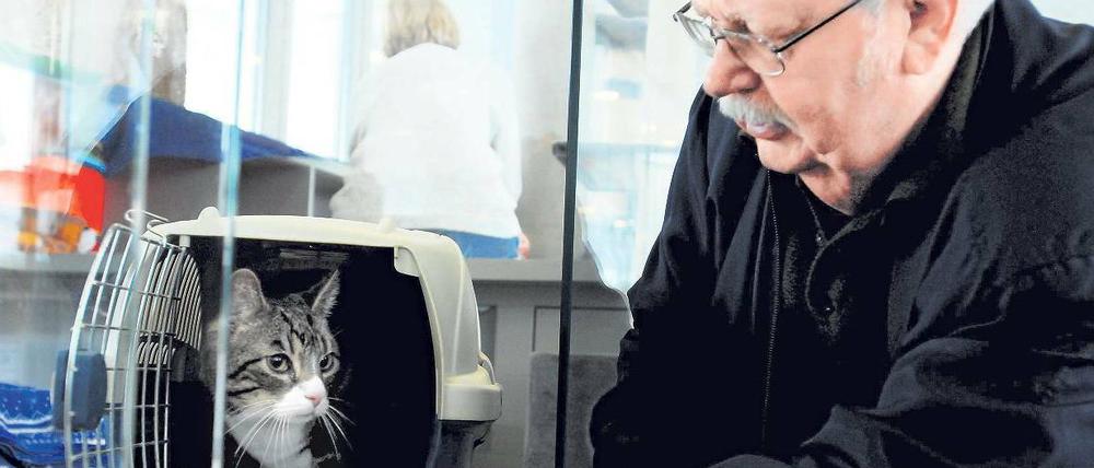 Schmusekater. Der elfjährige Miky findet ein neues Zuhause bei Henri Hiebendahl.