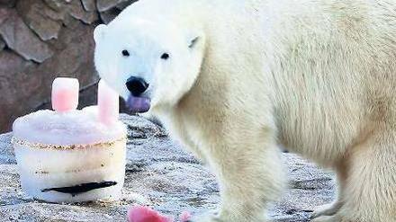 Flocke lebt inzwischen im südfranzösischen Antibes. Hier bekommt das Tier einen Fischeiskuchen.