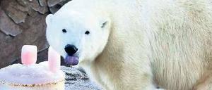 Flocke lebt inzwischen im südfranzösischen Antibes. Hier bekommt das Tier einen Fischeiskuchen. 