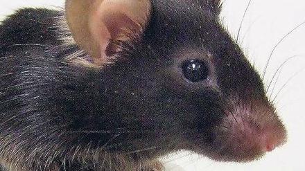 Singstar. Diese Maus aus dem Labor in Osaka tönt wie ein Vogel. Foto: AFP