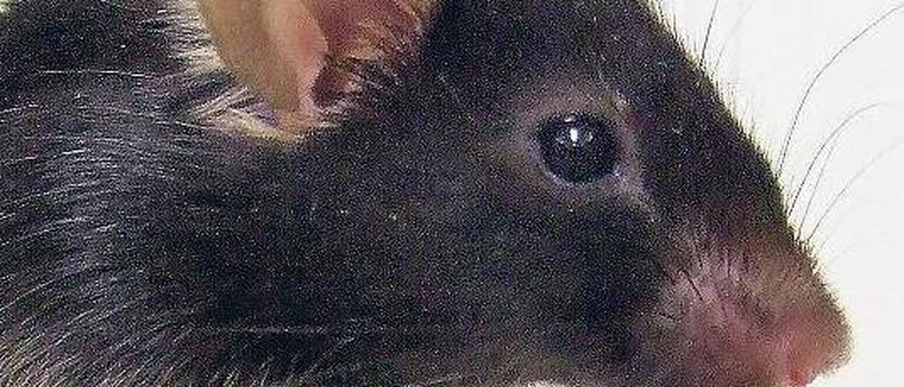 Singstar. Diese Maus aus dem Labor in Osaka tönt wie ein Vogel. Foto: AFP
