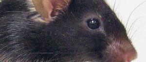 Singstar. Diese Maus aus dem Labor in Osaka tönt wie ein Vogel. Foto: AFP