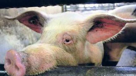 Arme Schweine.