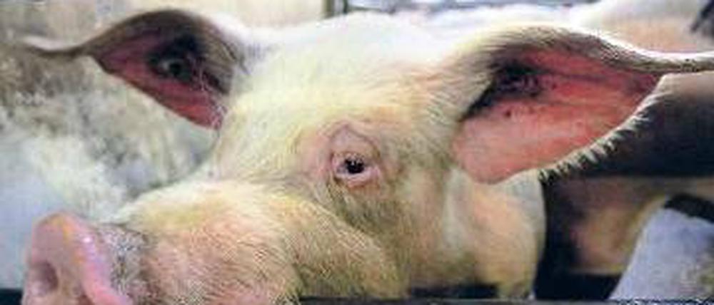 Arme Schweine.
