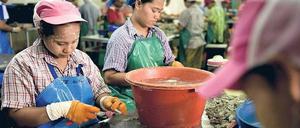 Migration wird weiblich. Auf dem globalisierten Arbeitsmarkt für Dienstleistungen sind vor allem Frauen gefragt. Im Bild Arbeiterinnen aus Myanmar in einer thailändischen Shrimp-Fabrik. 