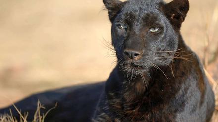 Panther sind sehr selten.