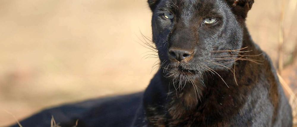Panther sind sehr selten.