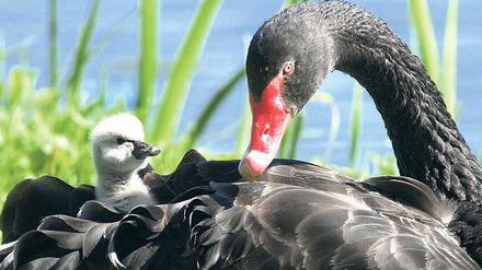 Der schwarze Schwan. Er wurde von dem New Yorker Risikoforscher Nassim Taleb zum Sinnbild seltener Ereignisse erklärt.