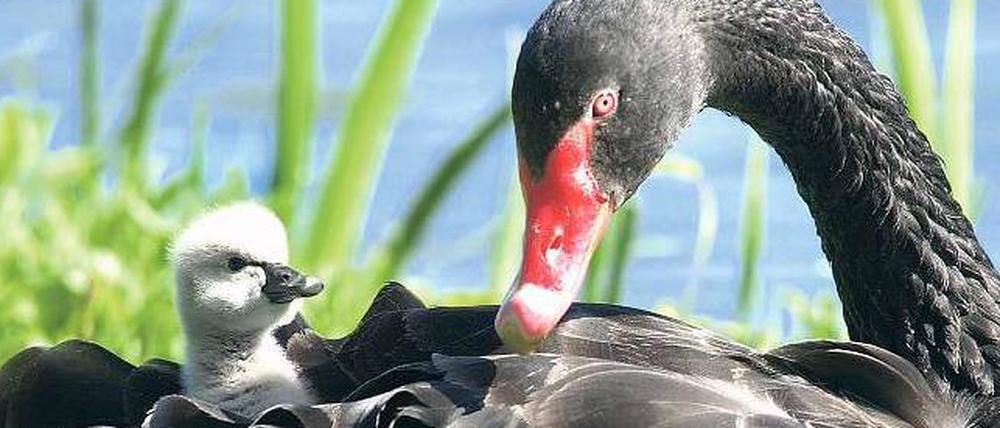 Der schwarze Schwan. Er wurde von dem New Yorker Risikoforscher Nassim Taleb zum Sinnbild seltener Ereignisse erklärt. 