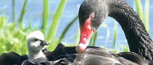 Der schwarze Schwan. Er wurde von dem New Yorker Risikoforscher Nassim Taleb zum Sinnbild seltener Ereignisse erklärt.