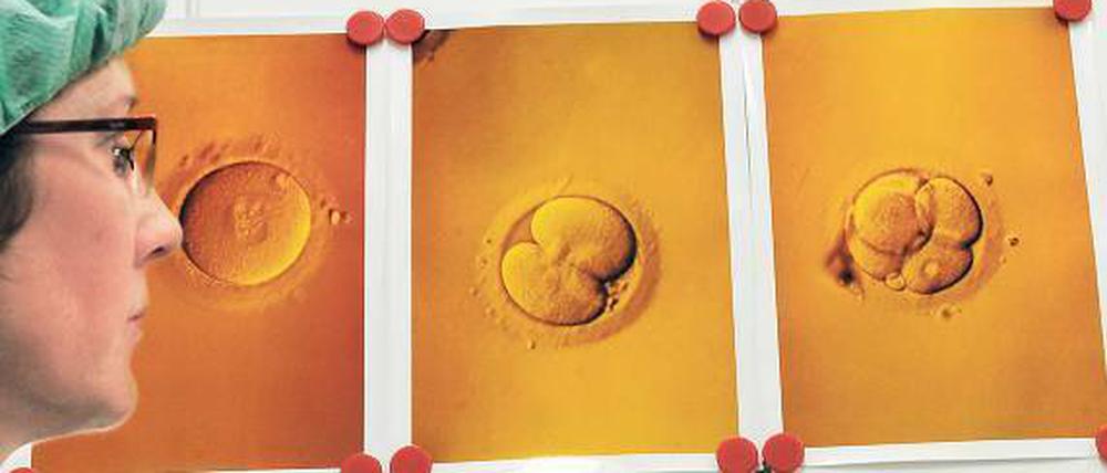 Am Anfang. Eine Laborantin verfolgt das Wachstum eines Embryos in der Petrischale nach künstlicher Befruchtung. 