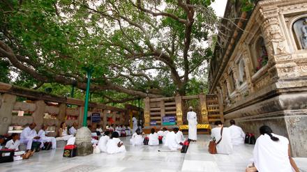 Gläubige beten und meditieren unter dem Bodhibaum in Bodhgaya.
