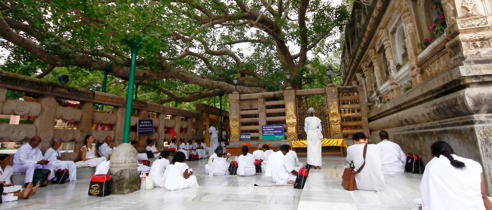 Gläubige beten und meditieren unter dem Bodhibaum in Bodhgaya.