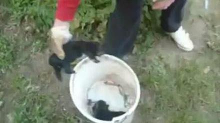 Wieder sorgt ein Tierquäler-Video für Entsetzen.