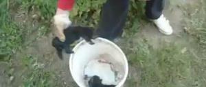 Wieder sorgt ein Tierquäler-Video für Entsetzen.