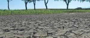 Ausgetrocknet. In einigen Regionen Brandenburgs, wie hier beim Dorf Treplin in Märkisch-Oderland, hat es seit Wochen nicht mehr geregnet. Foto: Patrick Pleul/dpa