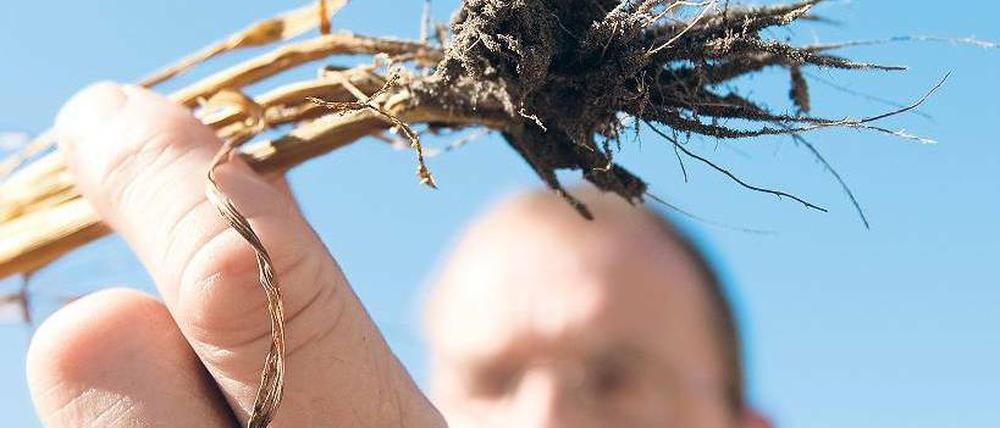 Das Übel an der Wurzel. Die brandenburgischen Felder sind der Hitze schutzlos ausgeliefert.