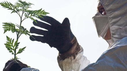 Finger weg. Die Ambrosia-Pfanze ist zu einer Sommerplage geworden.