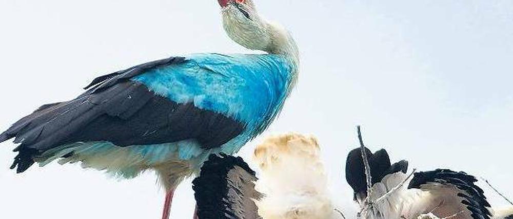 Eine Frage der Chemie. Der blaue Storch wurde wissenschaftlich untersucht: Er ist mit Industriefarbe in Kontakt gekommen . Foto: ZB