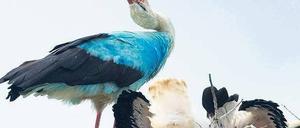 Eine Frage der Chemie. Der blaue Storch wurde wissenschaftlich untersucht: Er ist mit Industriefarbe in Kontakt gekommen . Foto: ZB