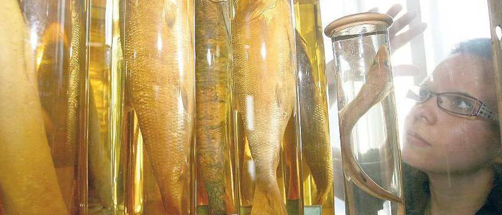 In der Fisch-Abteilung. Auch diese Gläser werden bis September in den wiederaufgebauten Ostflügel des Naturkundemuseums gebracht. Mehrere hundert Wissenschaftler im Jahr nutzen die bis ins 18. Jahrhundert reichenden Sammlungen für ihre Arbeit. Foto: Stephanie Pilick/dpa
