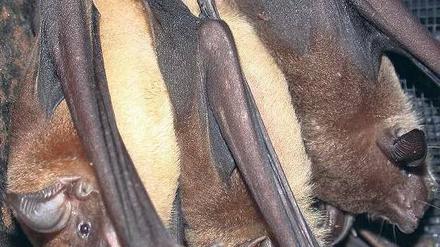 Kommunikativ. Die Kleinen Hasenmaulfledermäuse antworten fremden Artgenossen besonders eifrig.
